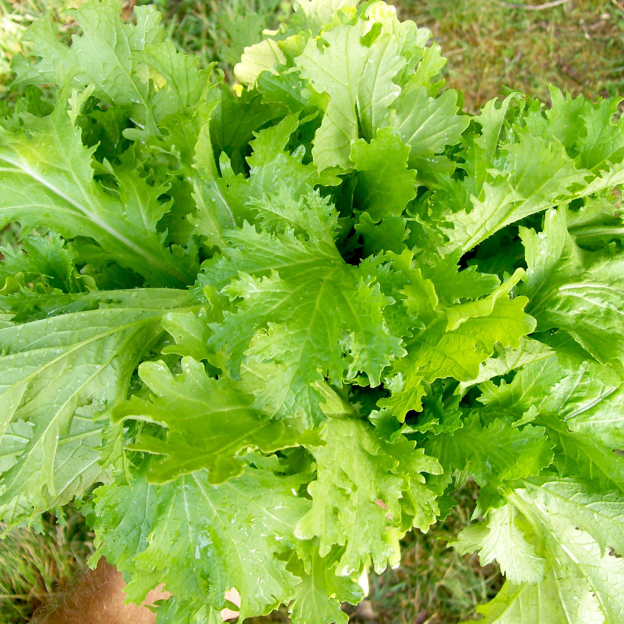 Old Fashioned Mustard Greens - Victory Seeds® – Victory Seed Company